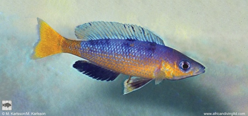 Cyprichromis sp. 'speckleback rainbow' Cape Tembwe